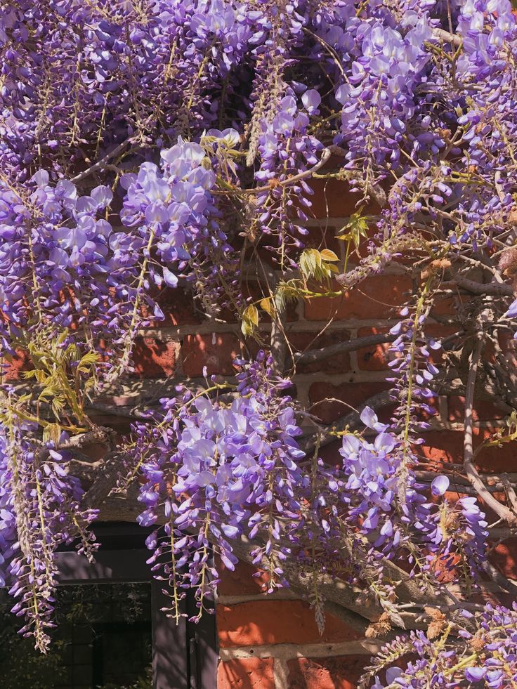 purple flowers growing on the side of a brick building