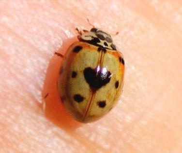 a lady bug sitting on the skin of someone's arm