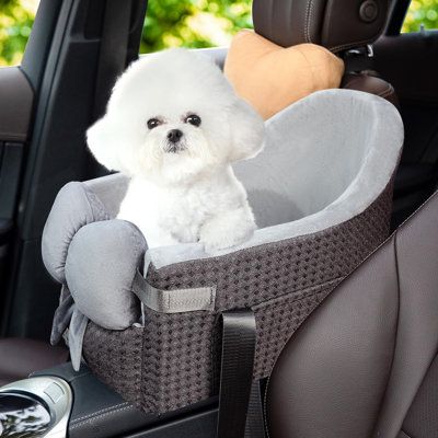 a small white dog sitting in the back seat of a car