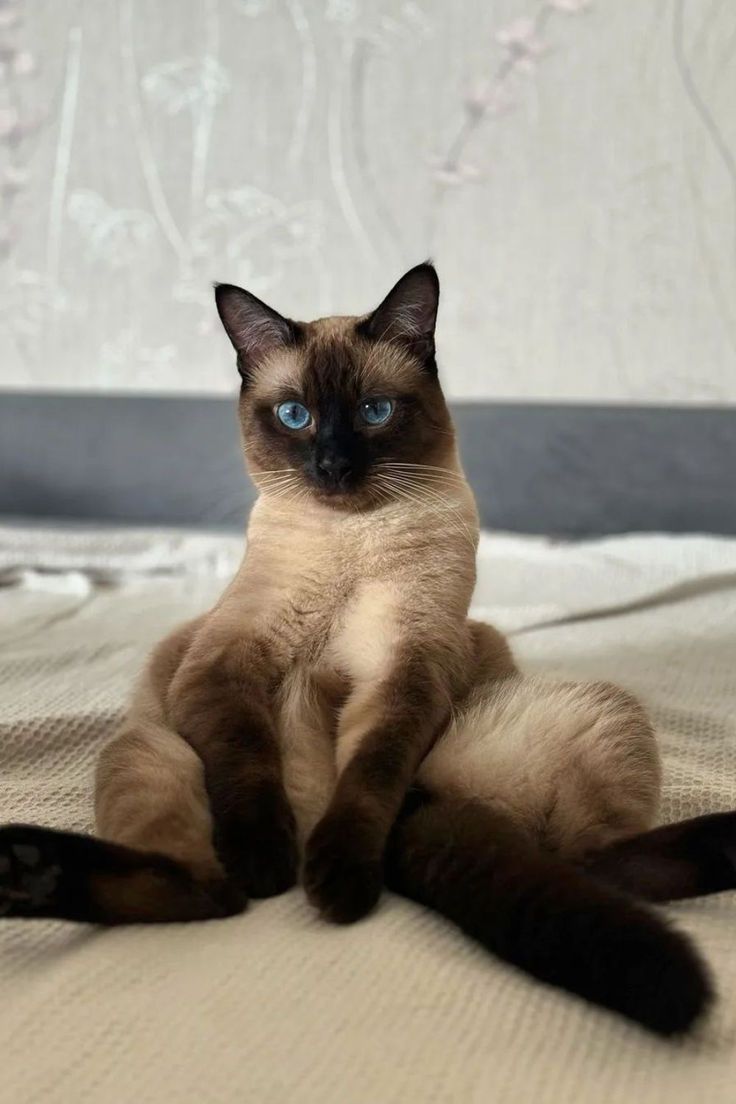 siamese cat Siamese Cats Funny, Siamese Cats Facts, Cat Breeds Siamese, Cats Facts, Cat Call, Cat Info, Siamese Kittens, Cute Cat Breeds, Gorgeous Cats