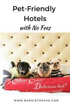 three pug dogs laying on top of a bed with the words pet - friendly hotels with no fees