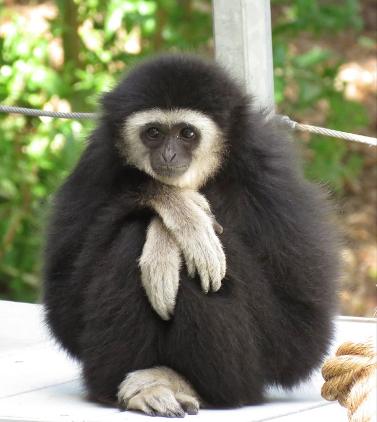 a black and white monkey sitting on top of a wooden table next to a rope