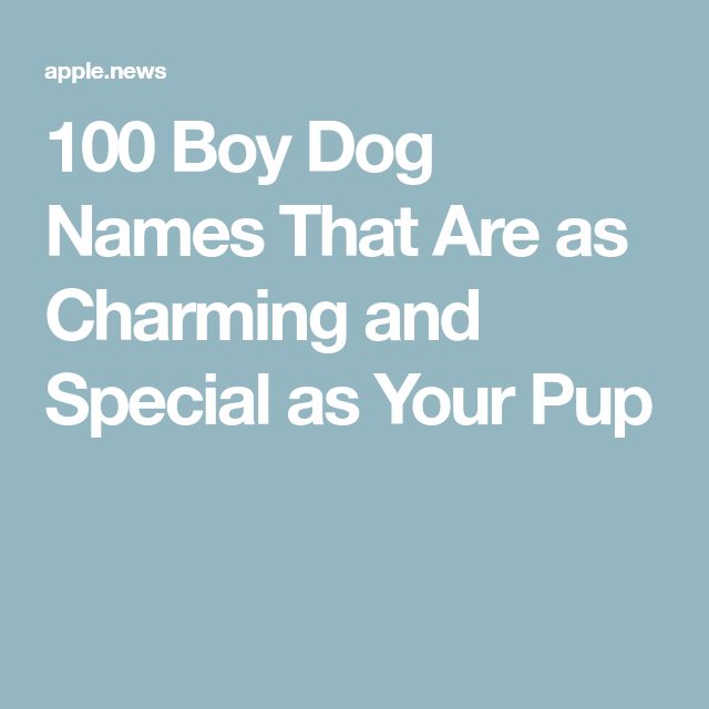 the words, 100 boy dog names that are as charming and special as your pup