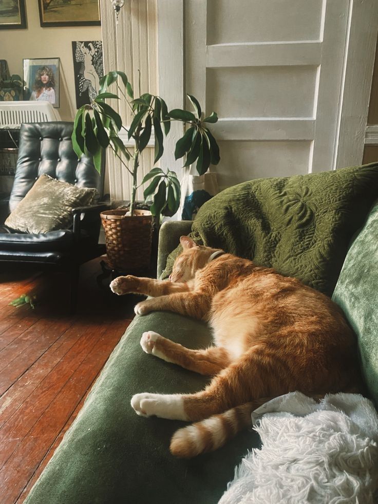 an orange and white cat laying on top of a green couch