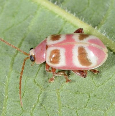 a pink and white bug sitting on top of a green leaf