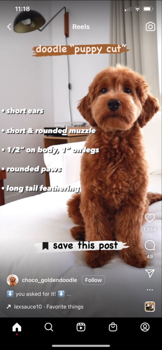 a brown dog sitting on top of a bed next to a white wall with words above it