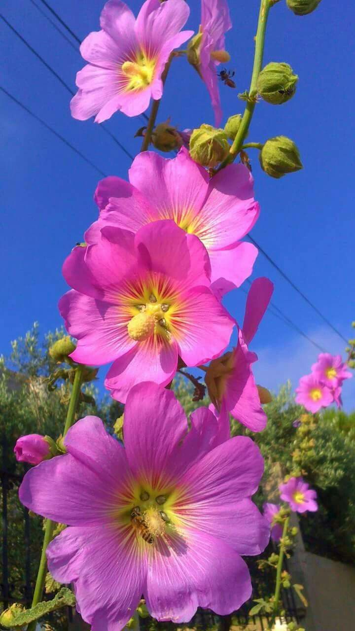 pink flowers are blooming on a sunny day