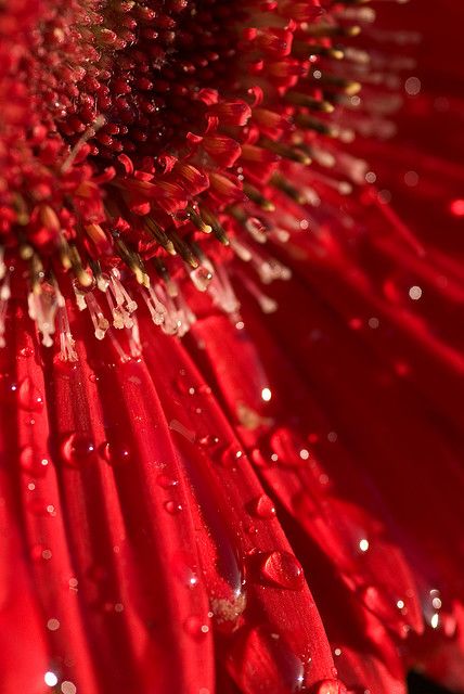 water droplets on the petals of a red flower