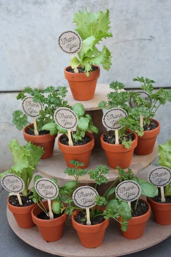 there are many potted plants with thank you signs in them on the trays