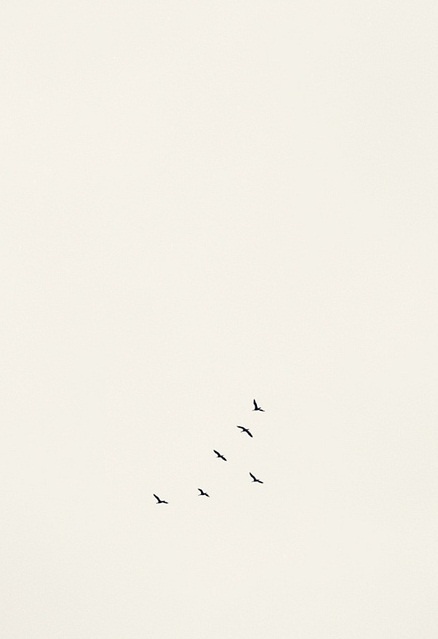 a flock of birds flying through a white sky with no one in it's flight