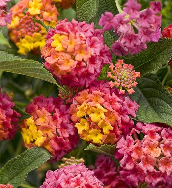 colorful flowers with the word shaloha written in white letters on top of them