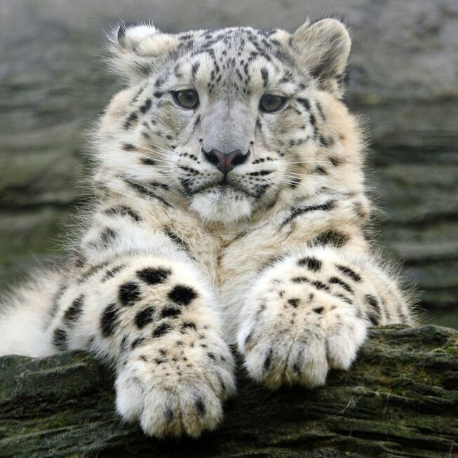 a snow leopard sitting on top of a tree branch with its paws crossed and eyes wide open