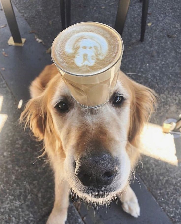 a dog with a cappuccino on its head