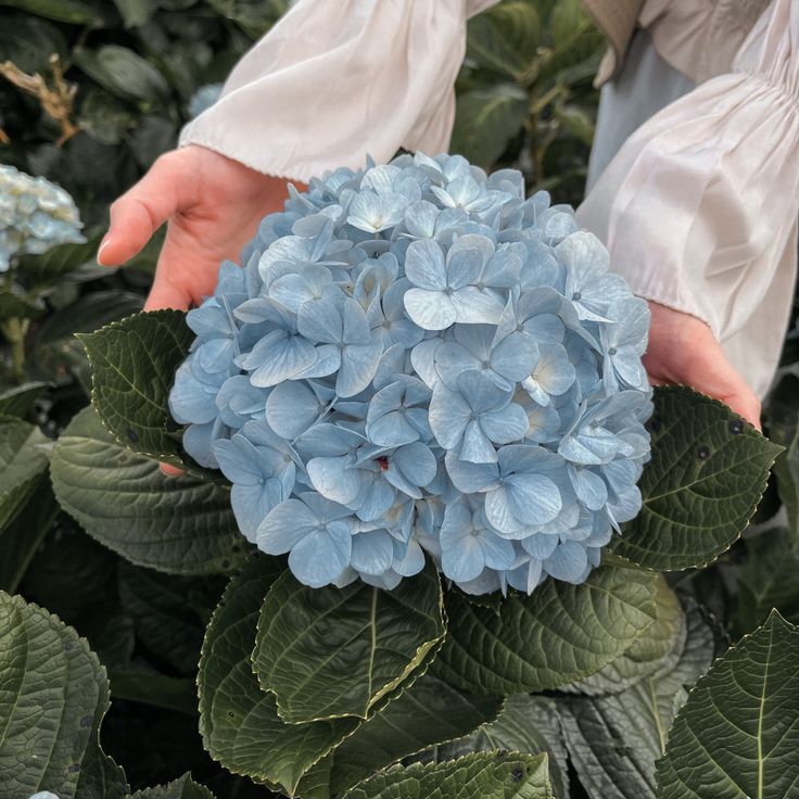 #hydrangea-flower #hydrangea lover Hydrangea Garden Aesthetic, Hydrangeas Flower Bouquet, Hydrangea Flowers Aesthetic, Hydrangea Blue Aesthetic, Hydenyia Flower, Blue Hydrangea Aesthetic, Hydrangea Bouquet Aesthetic, Hydrangeas Aesthetic, Aesthetic Hydrangea