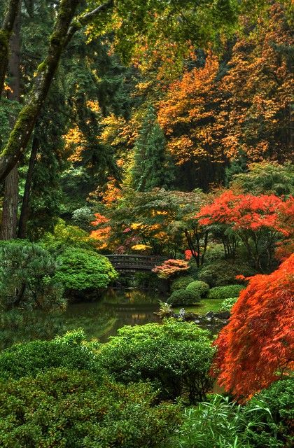 a garden with lots of trees and plants