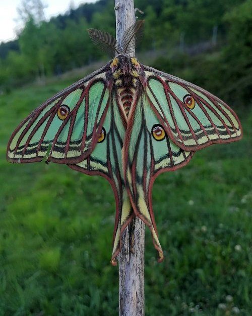 a large green and black butterfly hanging from a wooden pole in front of a grassy field