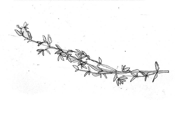 a drawing of a branch with flowers on it's end and leaves coming out