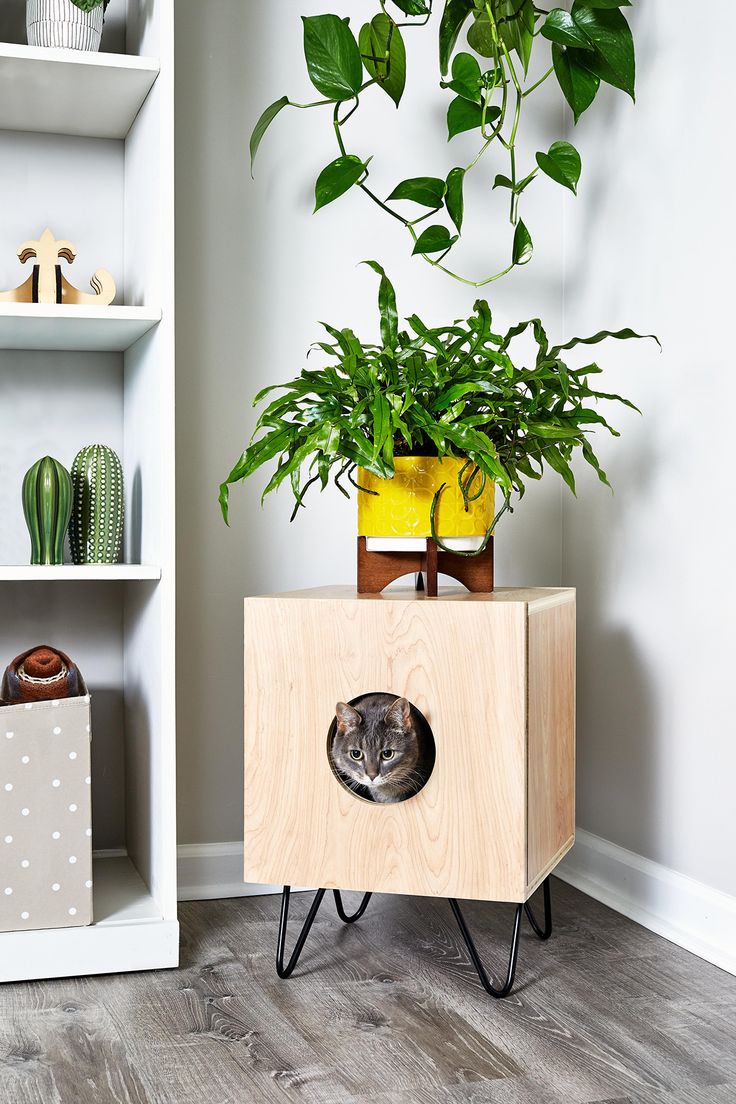 a cat hiding in a wooden box next to a potted plant on a stand