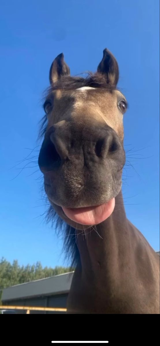 horse Horses Back Riding, Goofy Horse Pictures, Horses Being Silly, Horse Pfp Funny, Funny Horses Pictures, Cool Horse Pictures, Horse Profile Pic, Horse Sticking Tongue Out, Horse Pictures Funny