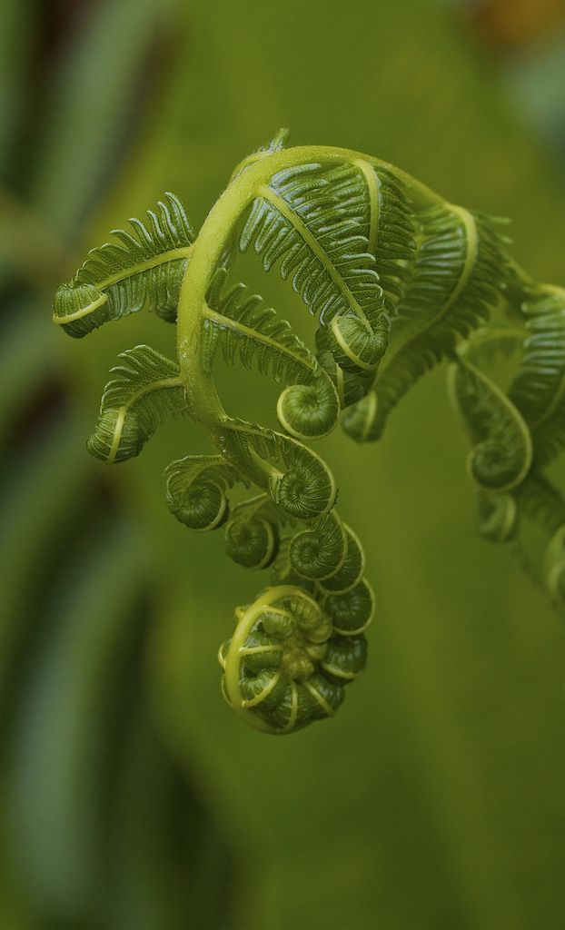 a close up view of some green leaves