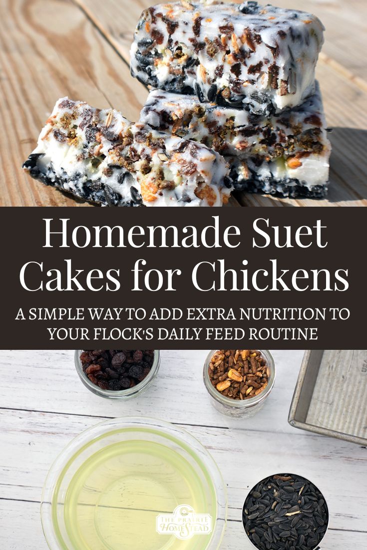 homemade suet cakes for chickens are an easy way to add extra nutrition to your flock's daily feed routine