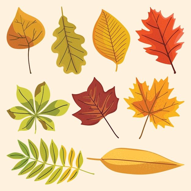 an assortment of autumn leaves on a white background