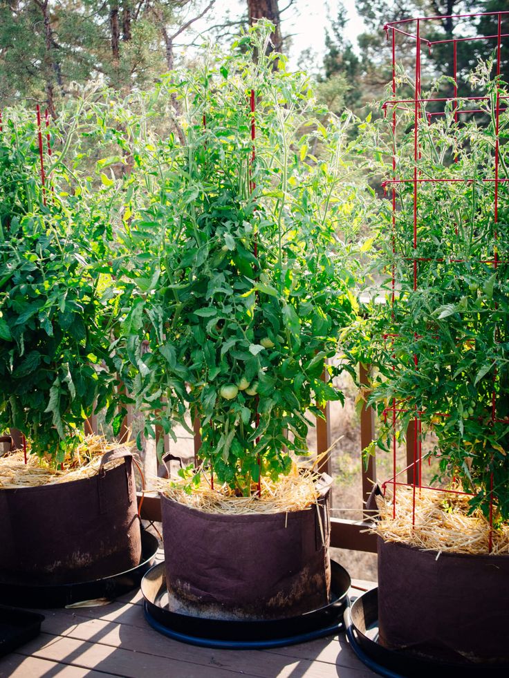 several potted plants in the middle of a wooden deck with metal poles and wire