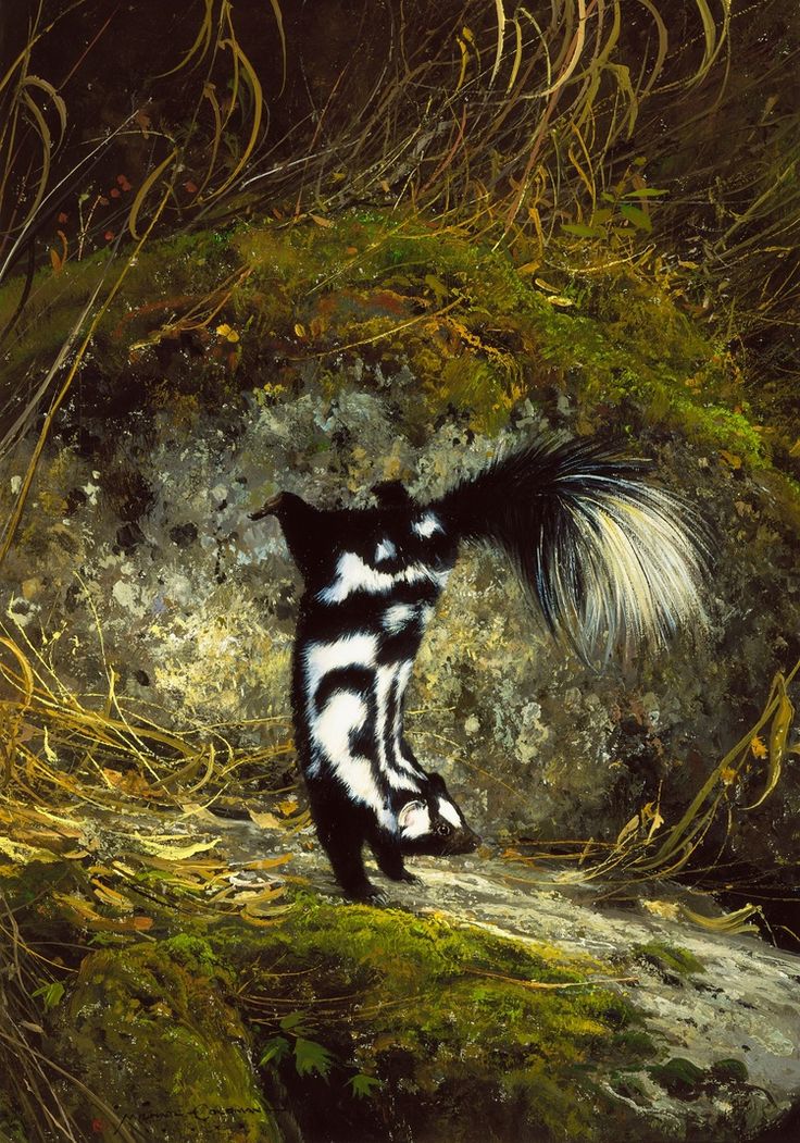 a black and white striped animal standing on top of a moss covered rock next to trees