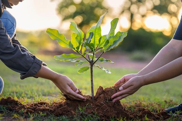 two people are planting a tree in the grass