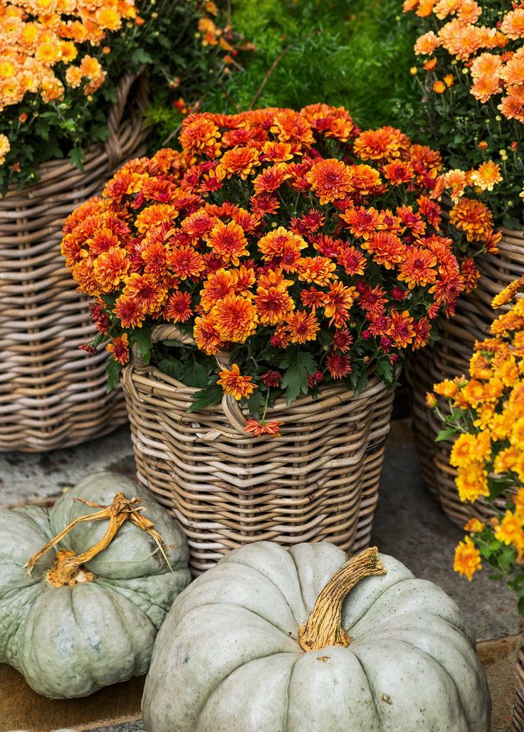 pumpkins and flowers in wicker baskets on the ground