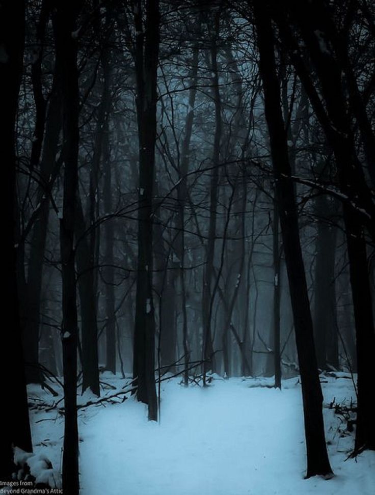 a dark forest with snow on the ground