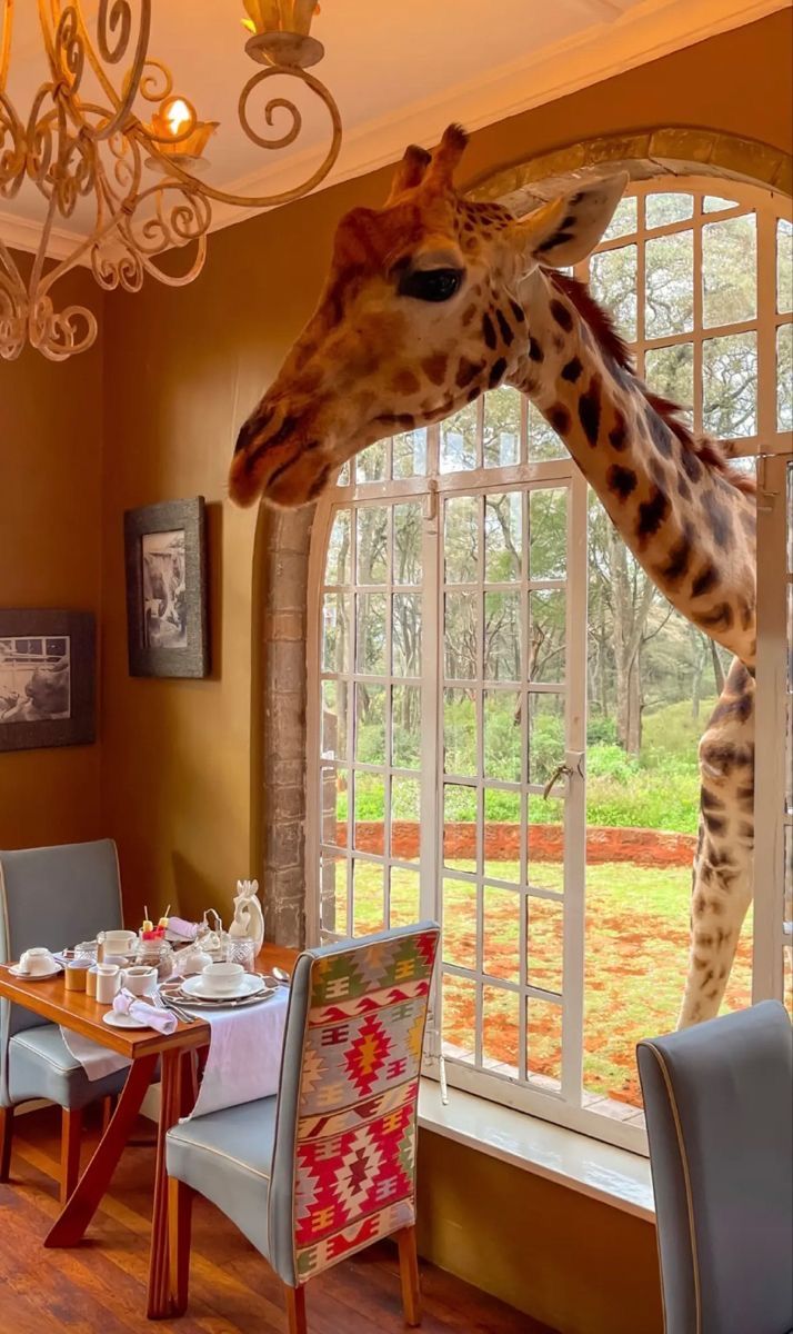 a giraffe sticking its head through a window in a dining room with blue chairs