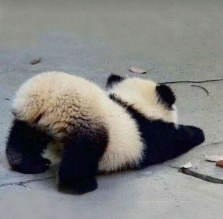 a panda bear laying on the ground with its head down and it's eyes closed