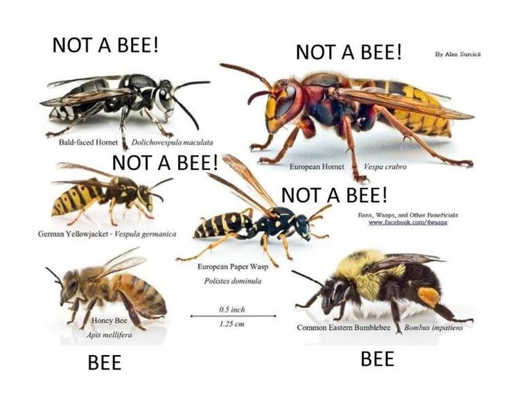 bees and honeybees are labeled in different ways to describe what type of bee they are