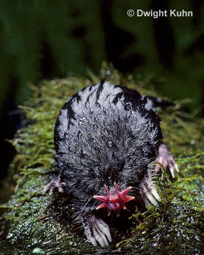 a small bird standing on top of a moss covered ground