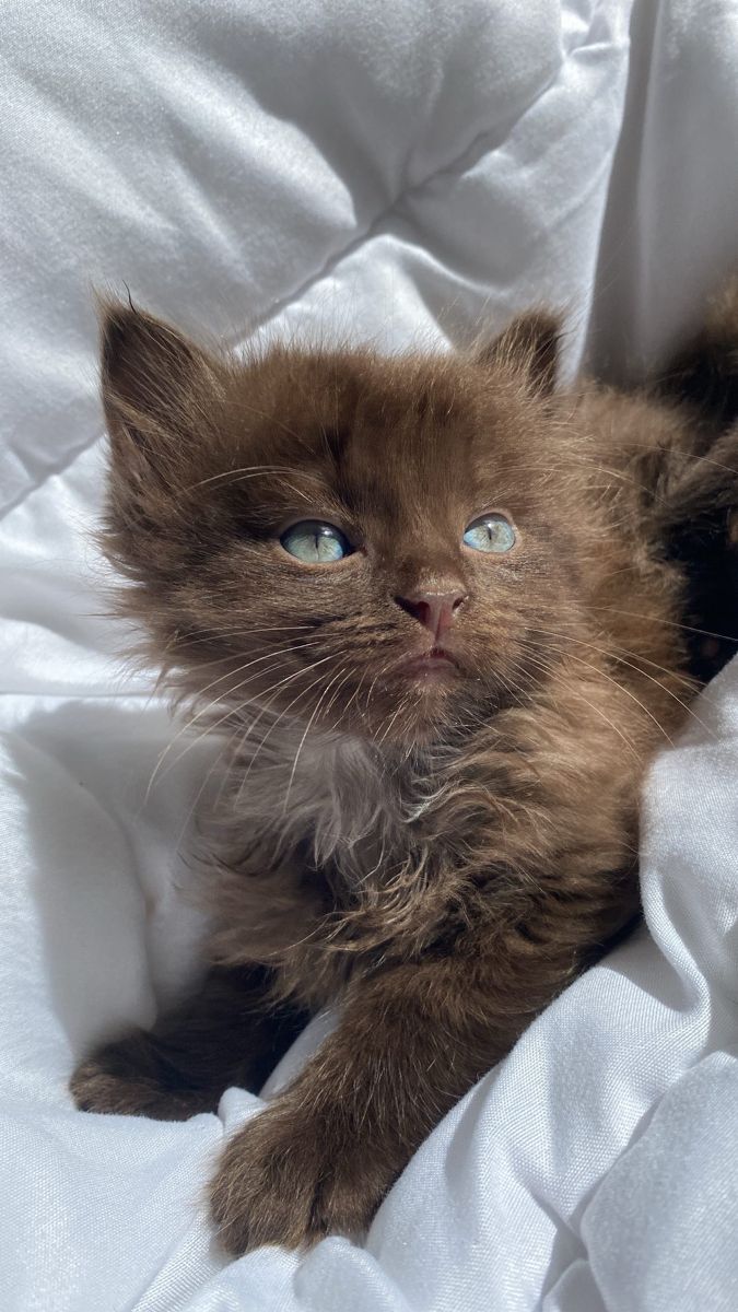 a brown cat laying on top of a white blanket