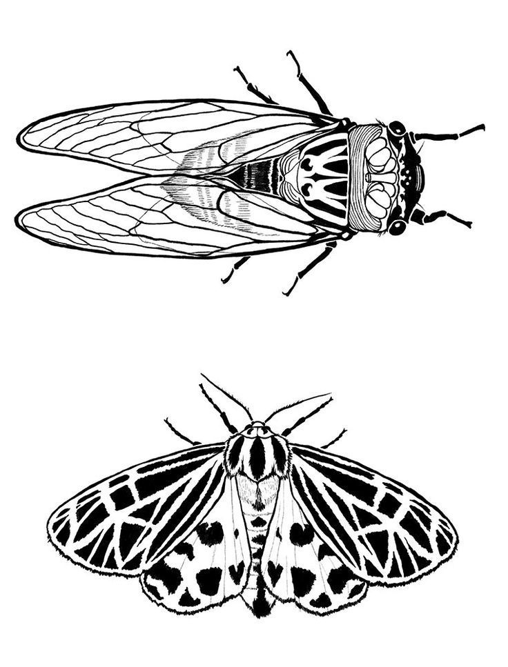 two black and white illustrations of moths on a white background, one is facing the opposite direction