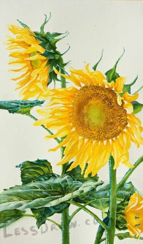 a painting of two sunflowers on a white background with green stems and leaves