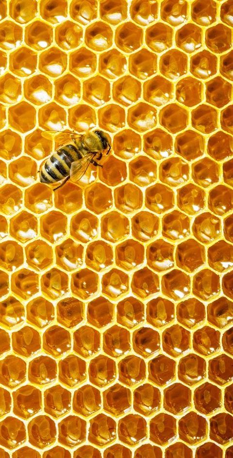 a honeycomb with a bee sitting on it