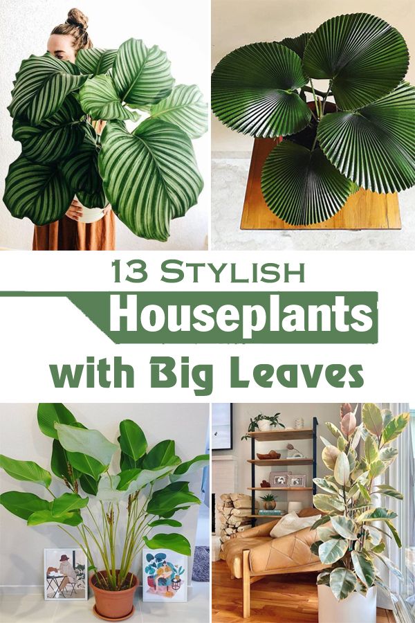 houseplants with big leaves that are easy to care for