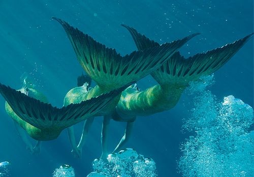 an underwater scene with three people swimming in the water and two large fish on their back legs