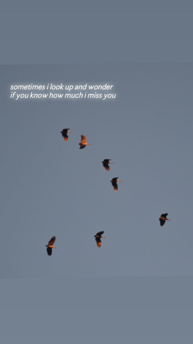 a flock of birds flying in the sky with a quote above it that reads sometimes looks good wonder if you knew how much miss you