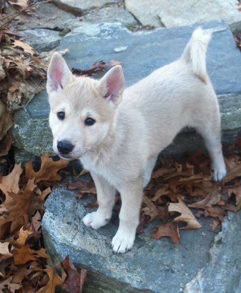 a small white dog standing on top of a pile of leaves next to a rock