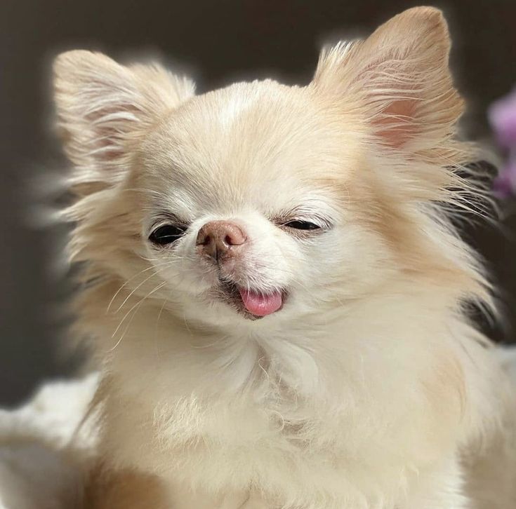 a small white dog with it's tongue out