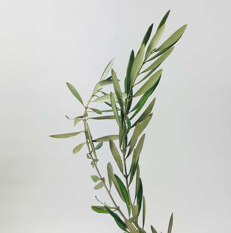 an olive branch with green leaves in a vase