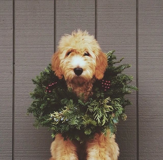 a dog with a wreath around its neck and the words i am for life on it