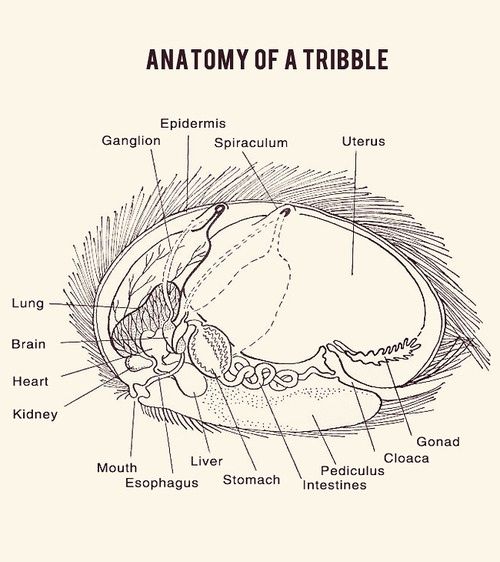 an image of the anatomy of a trilobudenous animal's eye