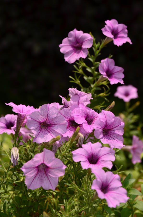 purple petunia flowers blooming in the garden royalty images and stock photos for free