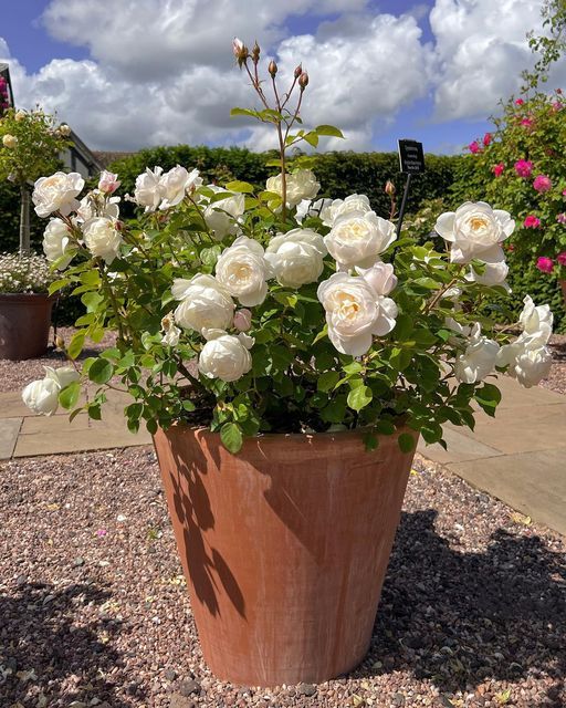 a large potted plant with white roses in it on gravel ground next to flowers