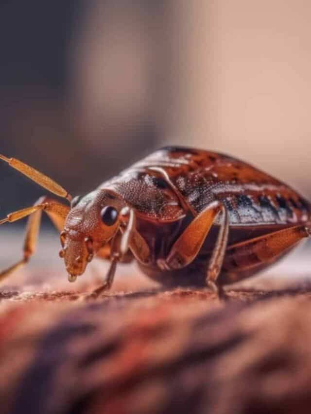 a close up of a bug on the ground